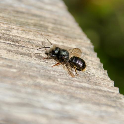 Osmia cornuta